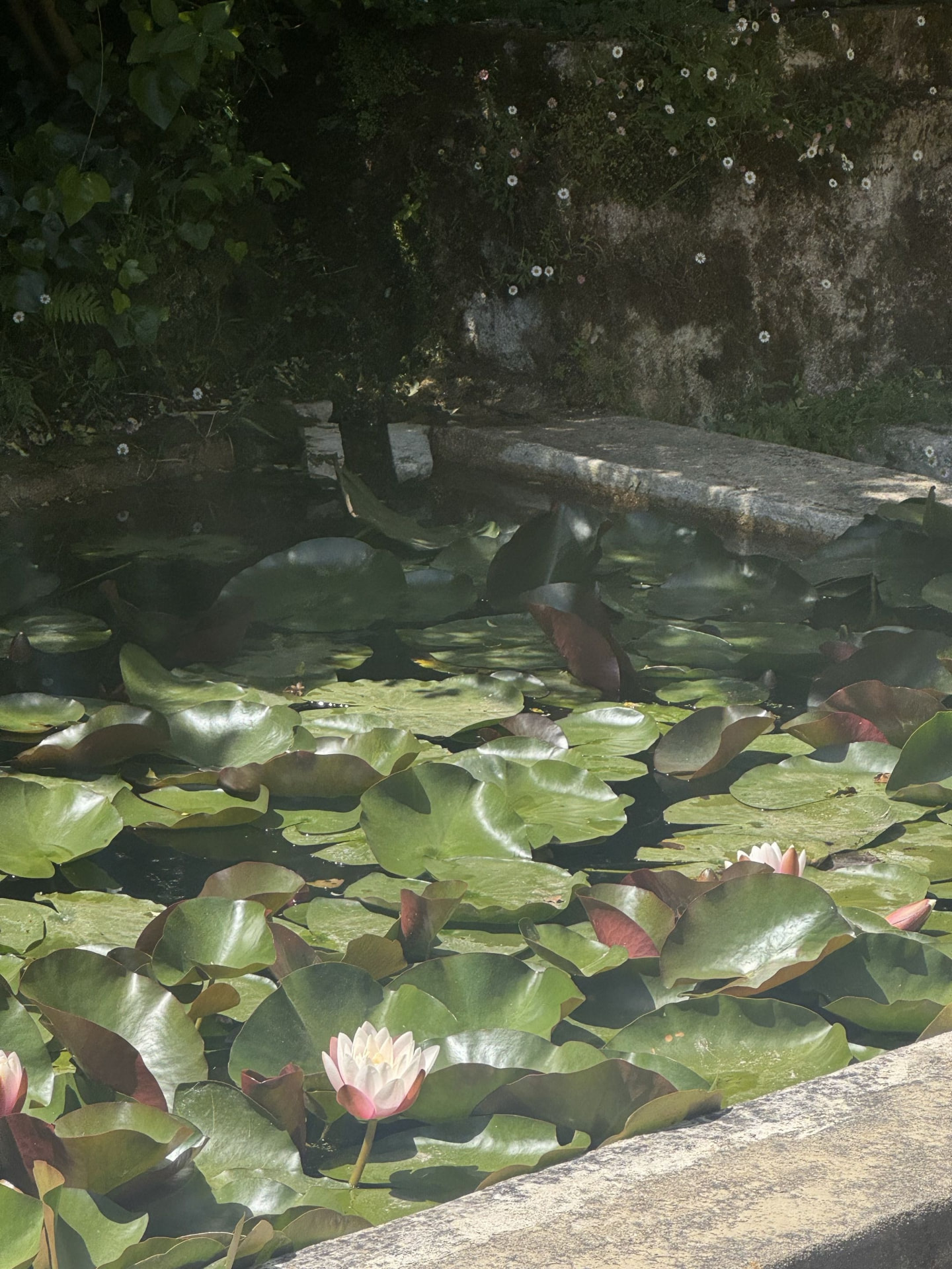 Lotus flowers on a still pond